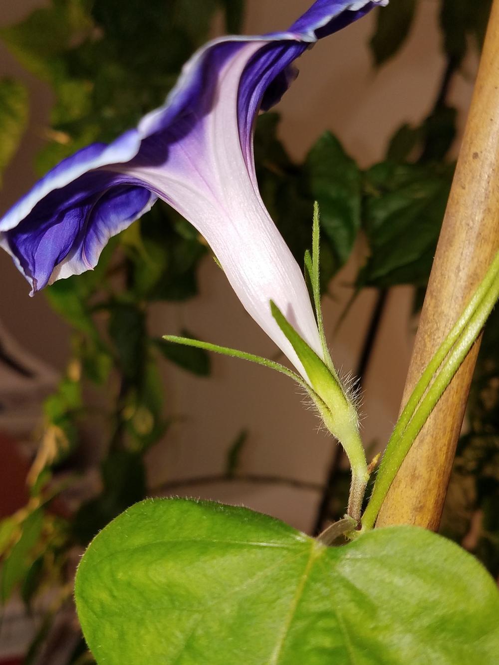 Photo of Japanese Morning Glory (Ipomoea nil) uploaded by Gerris2