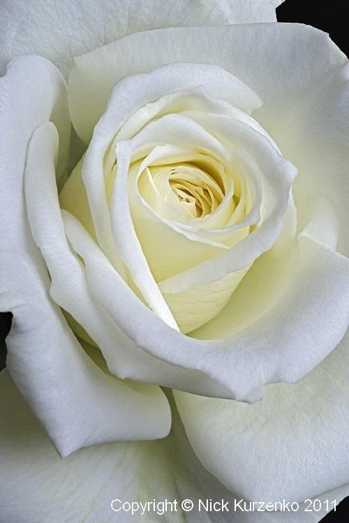 Photo of Roses (Rosa) uploaded by Nick_Kurzenko