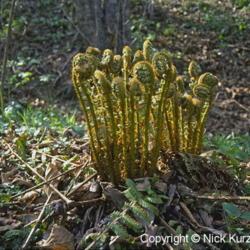 Location: Primorsky Kraj, Russia
Date: 2001
Wood Fern (Dryopteris crassirhizoma). Wild plant in natural habit