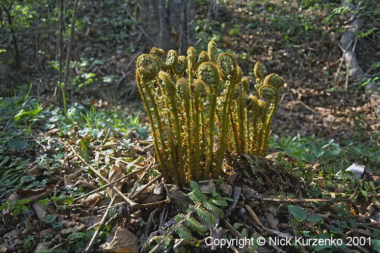 Photo of Wood Fern (Dryopteris crassirhizoma) uploaded by Nick_Kurzenko