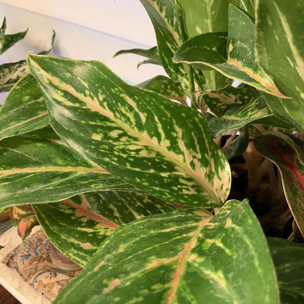 Photo of Chinese Evergreen (Aglaonema 'Sparkling Sarah') uploaded by csandt