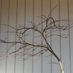 Location: In my garden in Oklahoma City
Date: 11-30-2019
Cutleaf Japanese Maple (Acer palmatum 'Viridis')