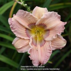 Location: My Garden, Ontario, Canada
Date: 2019-08-23
Pastilline is a very pretty miniature daylily for the front of th
