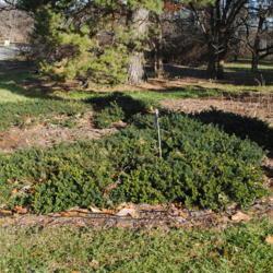Location: Morton Arboretum in Lisle, Illinois
Date: 2019-11-24
mass of plant and labeled