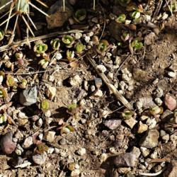 Location: South Bella Vista Drive, Tucson, AZ
Date: 2019-12-02
Growing plantlets dropped from the parent plant above.