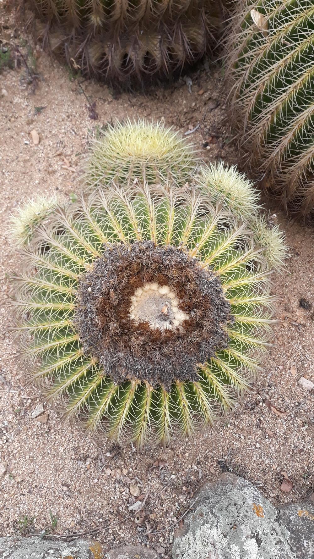 Photo of Golden Barrel Cactus (Kroenleinia grusonii) uploaded by skopjecollection