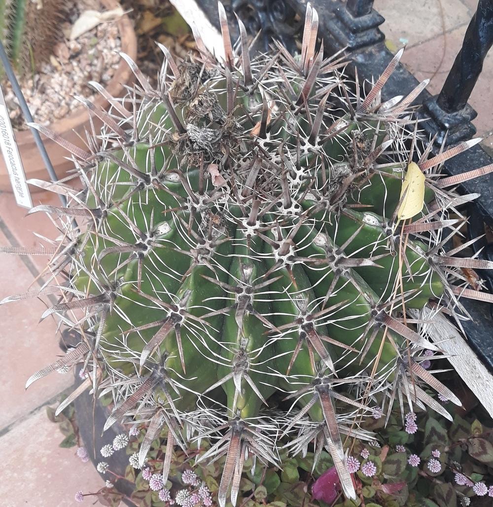 Photo of Barrel Cactus (Ferocactus) uploaded by skopjecollection