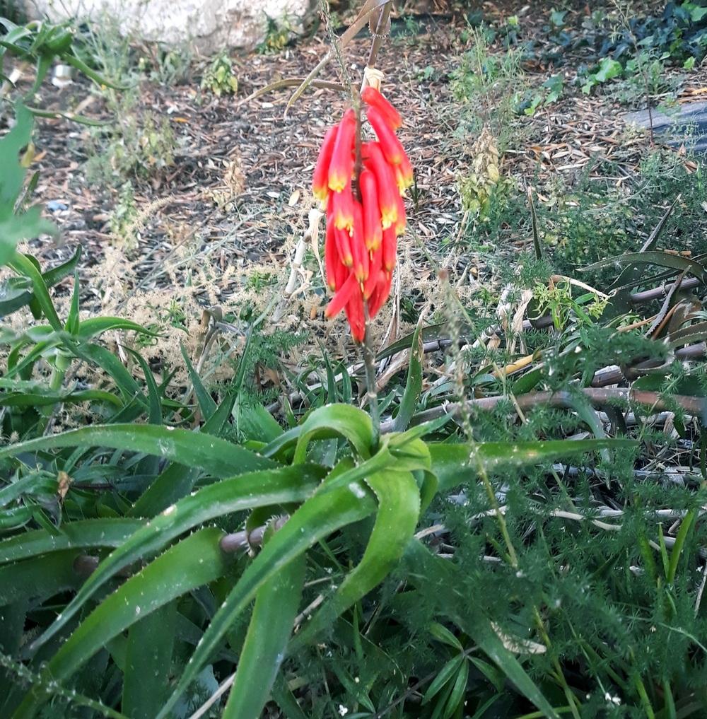 Photo of Climbing Aloe (Aloiampelos ciliaris) uploaded by skopjecollection