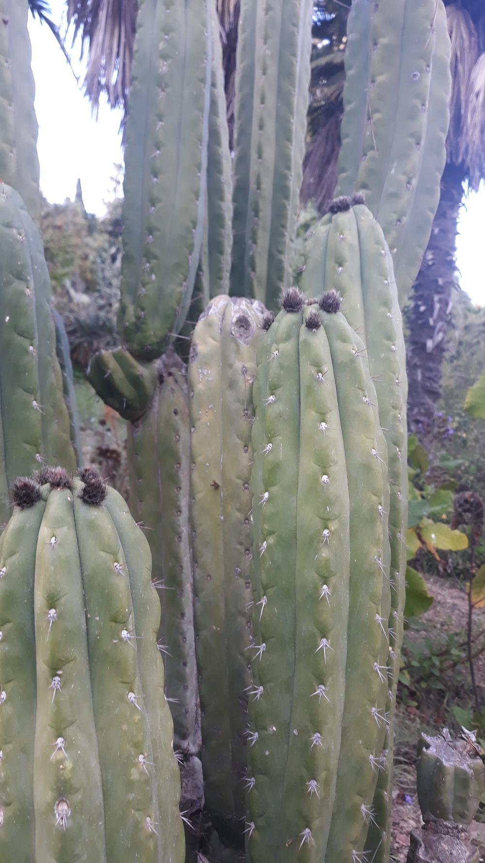 Photo of San Pedro Cactus (Trichocereus macrogonus var. pachanoi) uploaded by skopjecollection