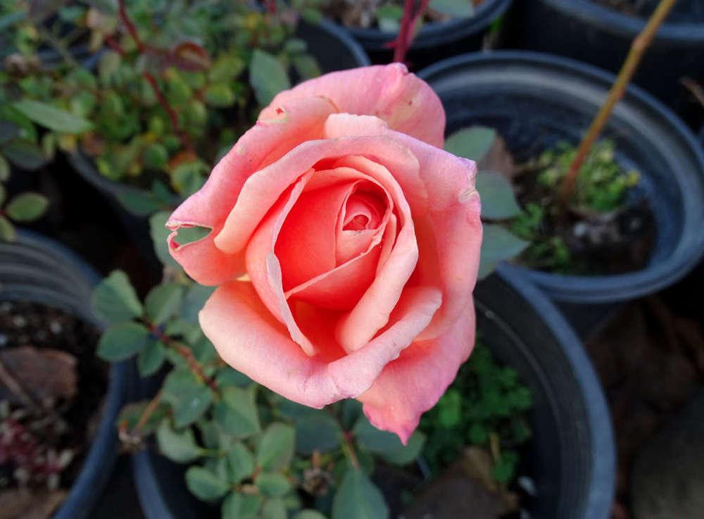 Photo of Rose (Rosa 'Apricot Queen') uploaded by Beth_NorCal