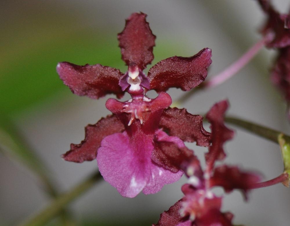 Photo of Chocolate Orchid (Oncidium Sharry Baby) uploaded by Fleur569