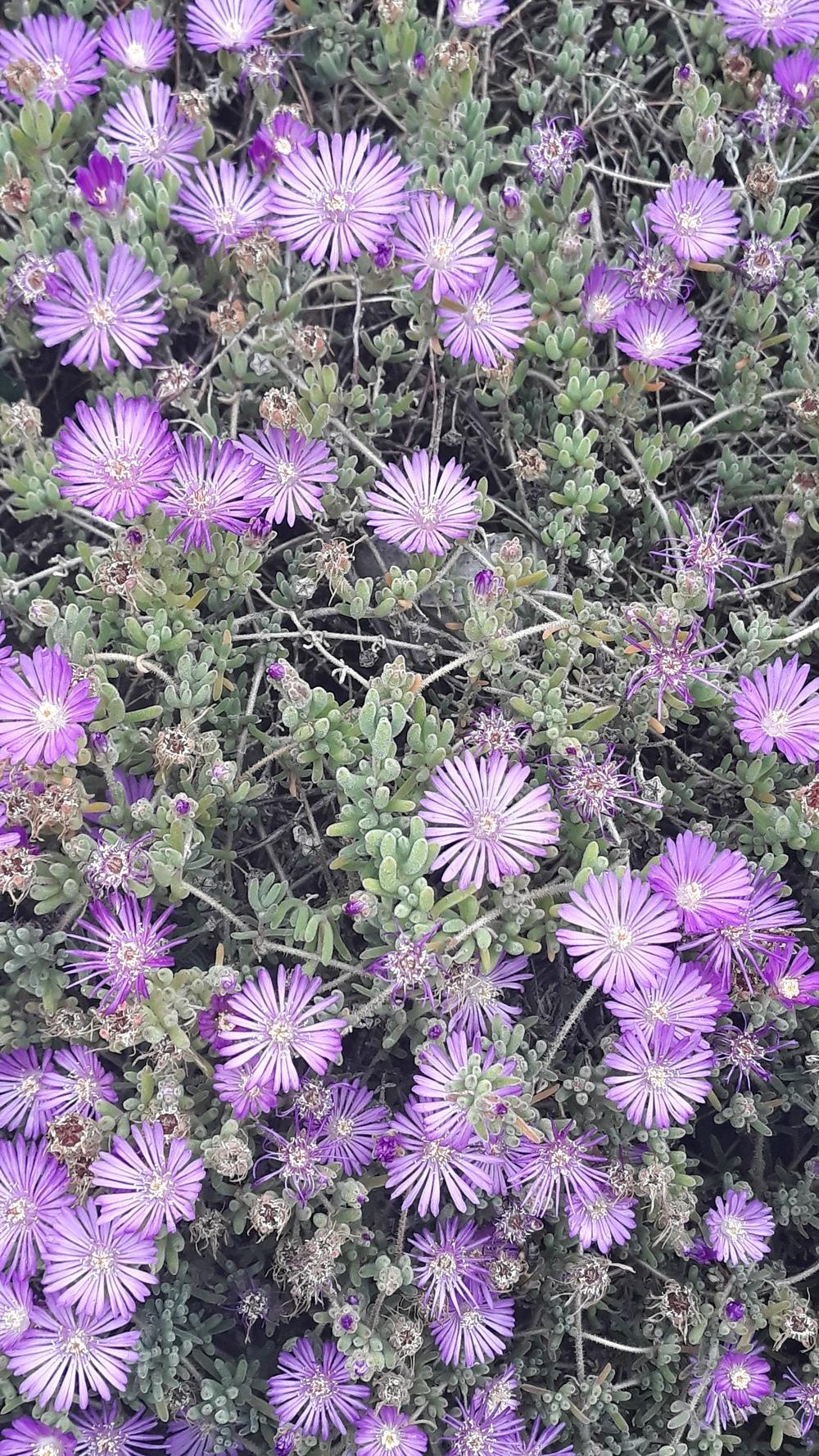 Photo of Hairy Dewflower (Drosanthemum hispidum) uploaded by skopjecollection