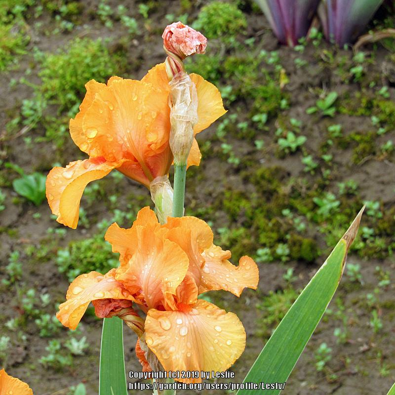 Photo of Intermediate Bearded Iris (Iris 'Dalriada') uploaded by Lestv