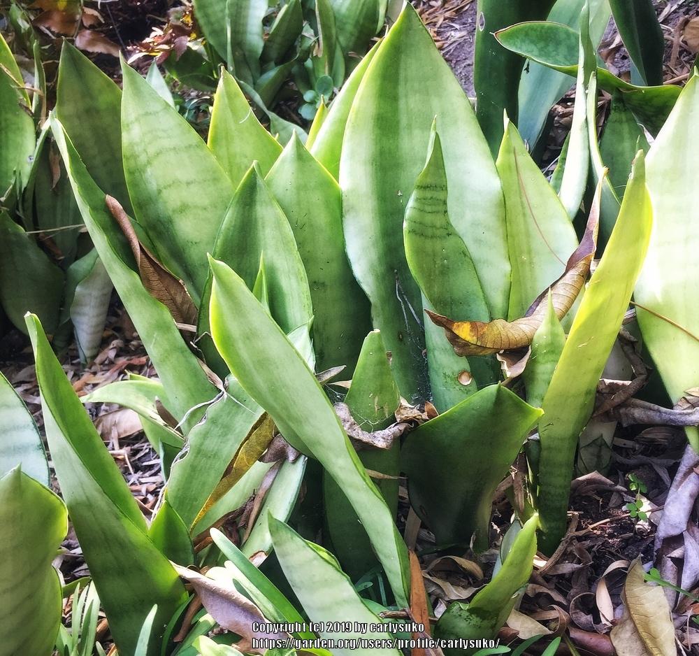 Photo of Snake Plant (Dracaena trifasciata 'Moonshine') uploaded by carlysuko