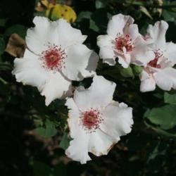 Location: In the Will Rogers Rose Garden, Oklahoma City
Date: 05-29-2006
Rose (Rosa 'Dainty Bess') 004