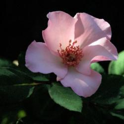 Location: In the Tulsa, Oklahoma Rose Garden
Date: 09-13-2006
Rose (Rosa 'Dainty Bess') 001