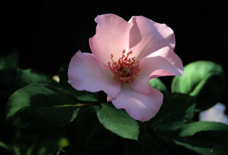 Photo of Rose (Rosa 'Dainty Bess') uploaded by jathton