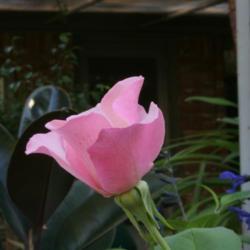 Location: in the Tulsa, Oklahoma Rose Garden
Date: 09-13-2006
Rose (Rosa 'Dainty Bess') 002