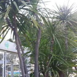Location: Cannes
Date: 2019-04-20
Plant at bloom