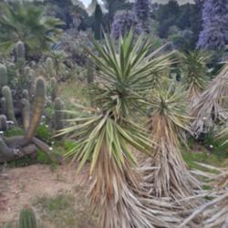 Location: Pinya del Rosa Botanical garden
Date: 2019-04-22