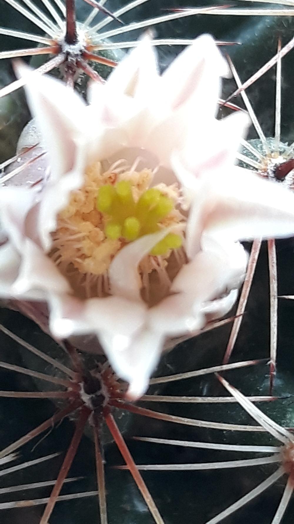 Photo of Biznaga Semiesferica (Mammillaria heyderi subsp. hemisphaerica) uploaded by skopjecollection
