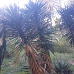 Location: Monte juic
Date: 2019-04-25
Yucca aloifolia is the best candidate