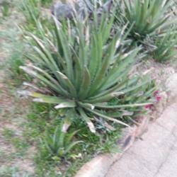 Location: Pinya del Rosa Botanical garden
Date: 2019-04-22
Slightly blurry photo of unknown agave