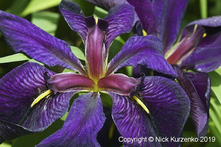 Photo of Louisiana Iris (Iris 'Black Gamecock') uploaded by Nick_Kurzenko