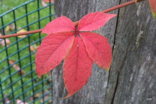 Photo of Thicket Creeper (Parthenocissus inserta) uploaded by RuuddeBlock