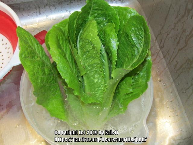 Photo of Lettuce (Lactuca sativa 'Parris Island') uploaded by pod