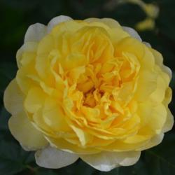 Location: In Billie's garden in Oklahoma City
Date: 04-14-2017
Rose (Rosa 'The Poet's Wife') 0002