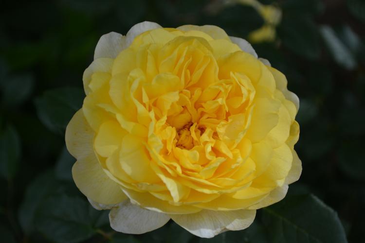 Photo of Rose (Rosa 'The Poet's Wife') uploaded by jathton