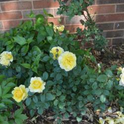 Location: In Billie's garden in Oklahoma City
Date: 04-14-2017
Rose (Rosa 'The Poet's Wife')