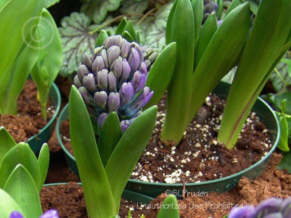 Photo of Dutch Hyacinth (Hyacinthus orientalis 'Delft Blue') uploaded by DaylilySLP