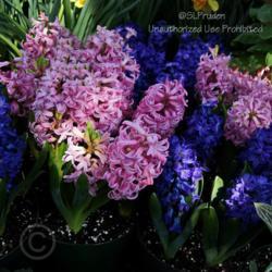 Location: Matthaei Botanical Gardens, Ann Arbor, MI
Date: 2012-03-22
with Hyacinthus 'Peter Stuyvesant'