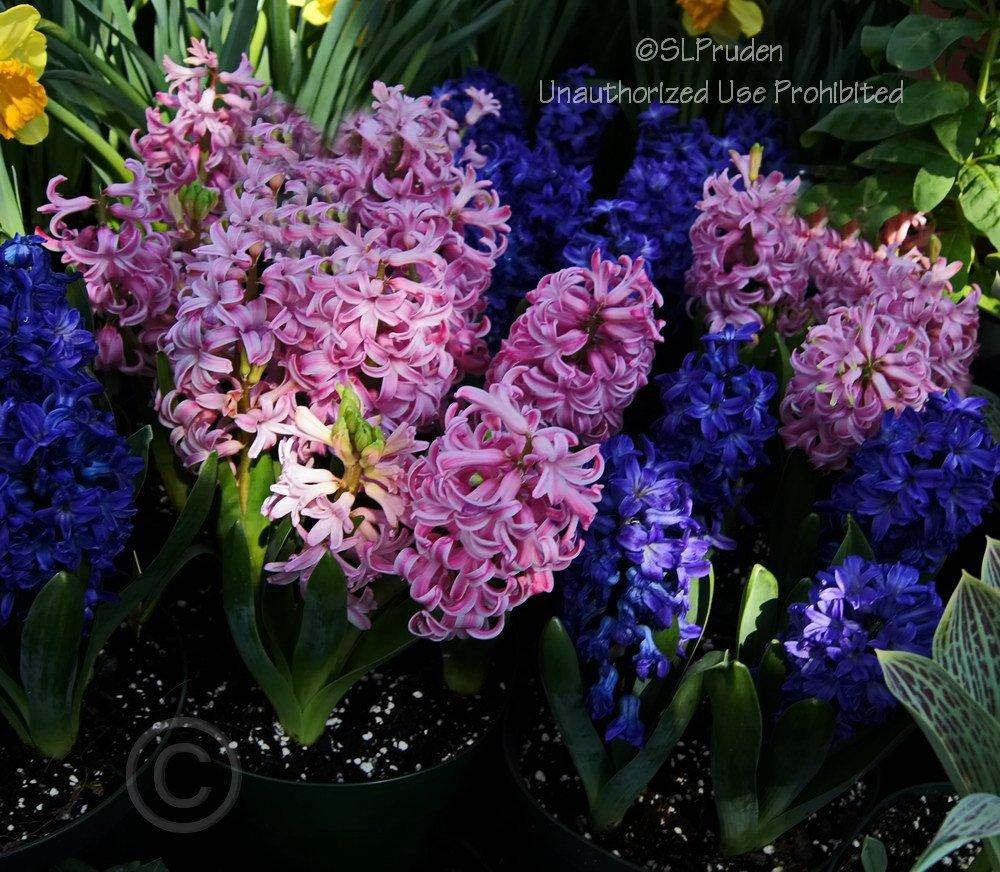 Photo of Dutch Hyacinth (Hyacinthus orientalis 'Pink Pearl') uploaded by DaylilySLP