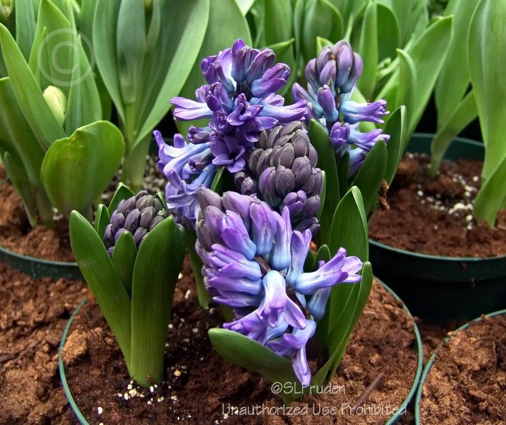 Photo of Dutch Hyacinth (Hyacinthus orientalis 'Delft Blue') uploaded by DaylilySLP
