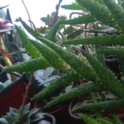 
Date: 2017-05-16
Obscured by aloe squarrosa