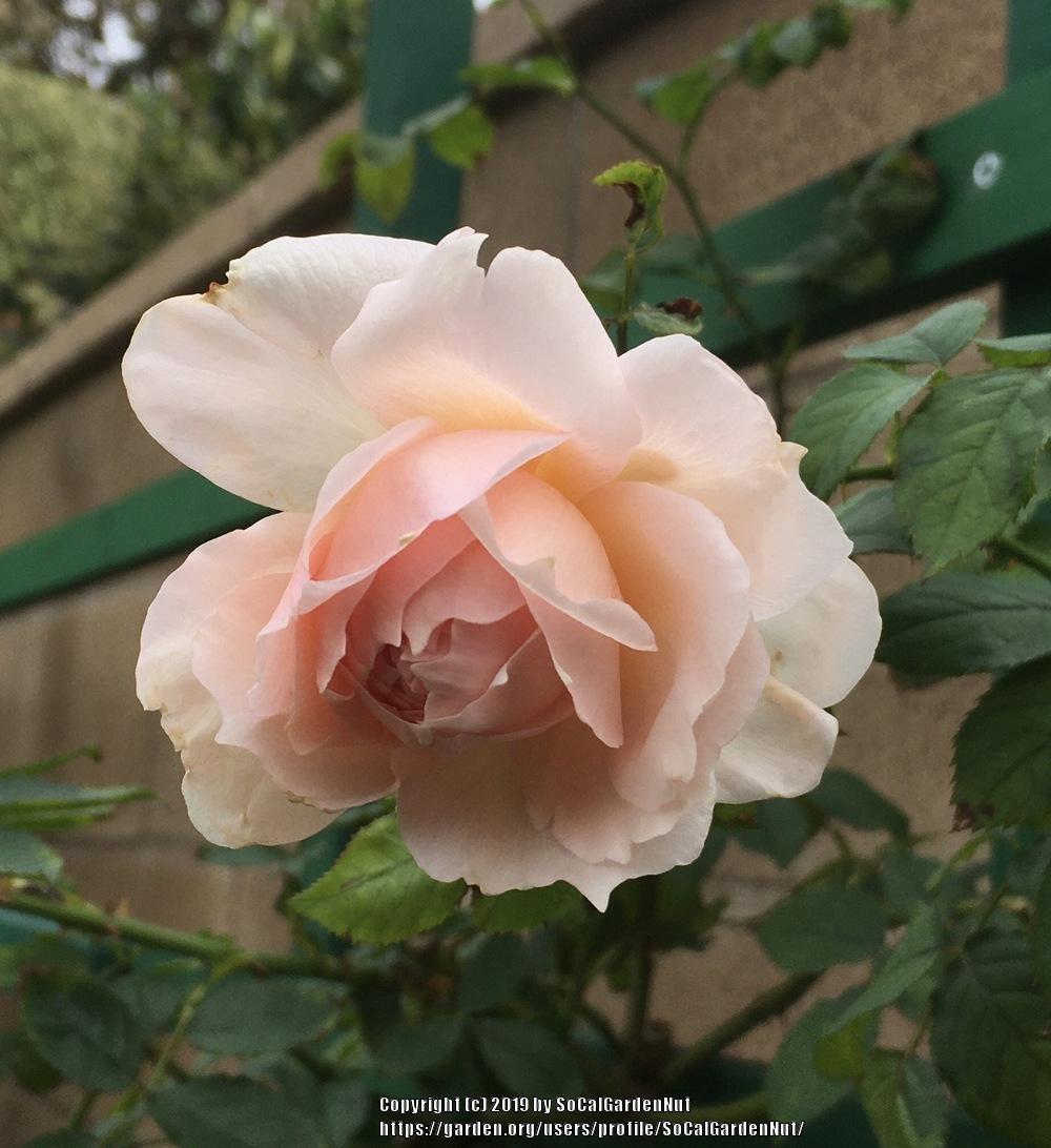 Photo of Rose (Rosa 'The Wedgwood Rose') uploaded by SoCalGardenNut