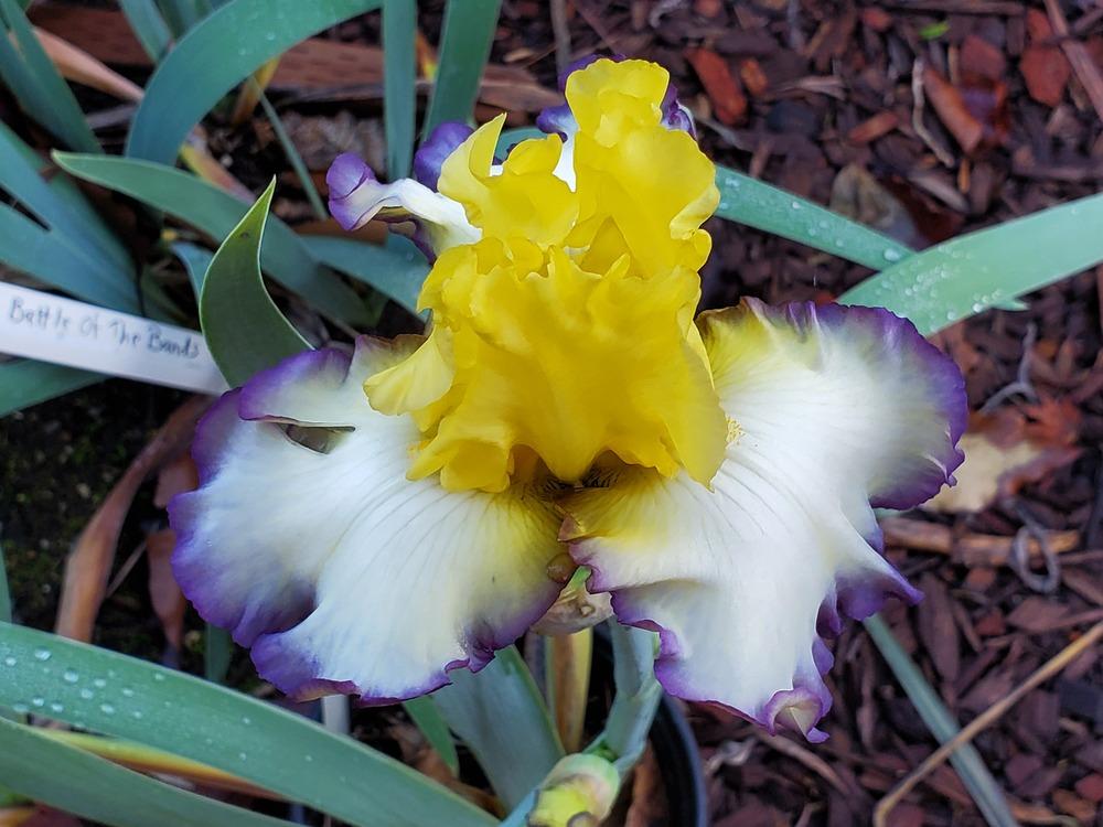 Photo of Tall Bearded Iris (Iris 'Spring Bliss') uploaded by jigs1968
