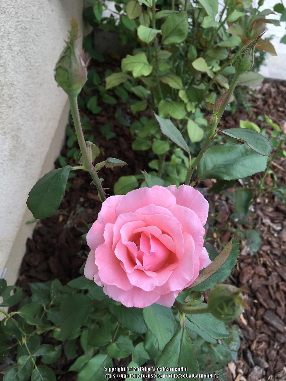Photo of Rose (Rosa 'Queen Elizabeth') uploaded by SoCalGardenNut