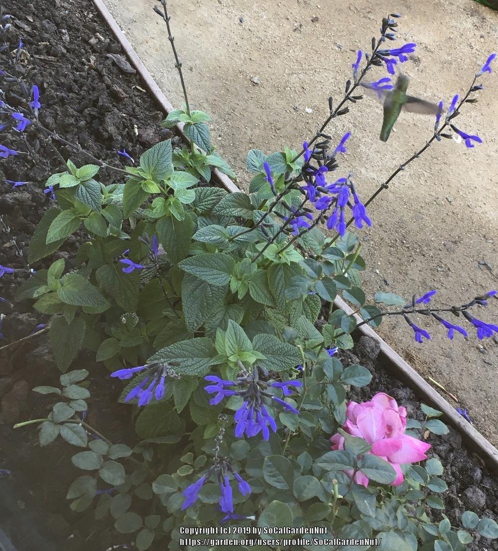 Photo of Blue Anise Sage (Salvia coerulea Nectar Blue™) uploaded by SoCalGardenNut