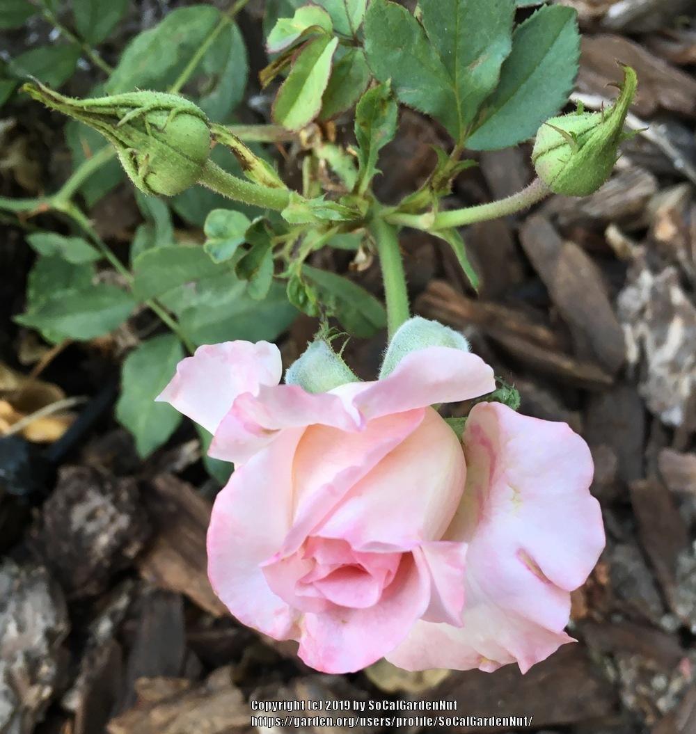 Photo of Rose (Rosa 'Bridal Pink') uploaded by SoCalGardenNut