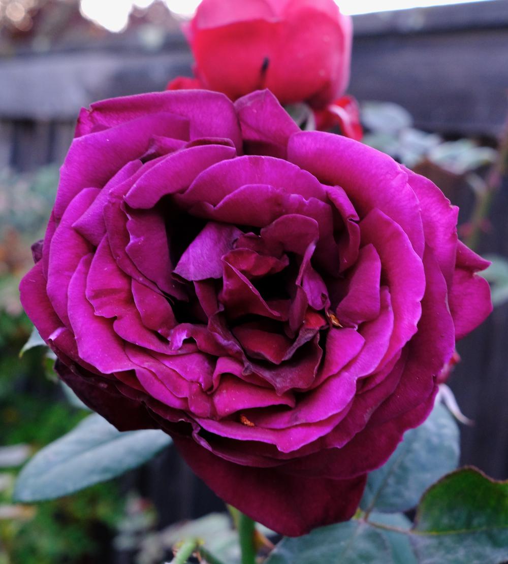Photo of Rose (Rosa 'The Squire') uploaded by AnnKNCalif