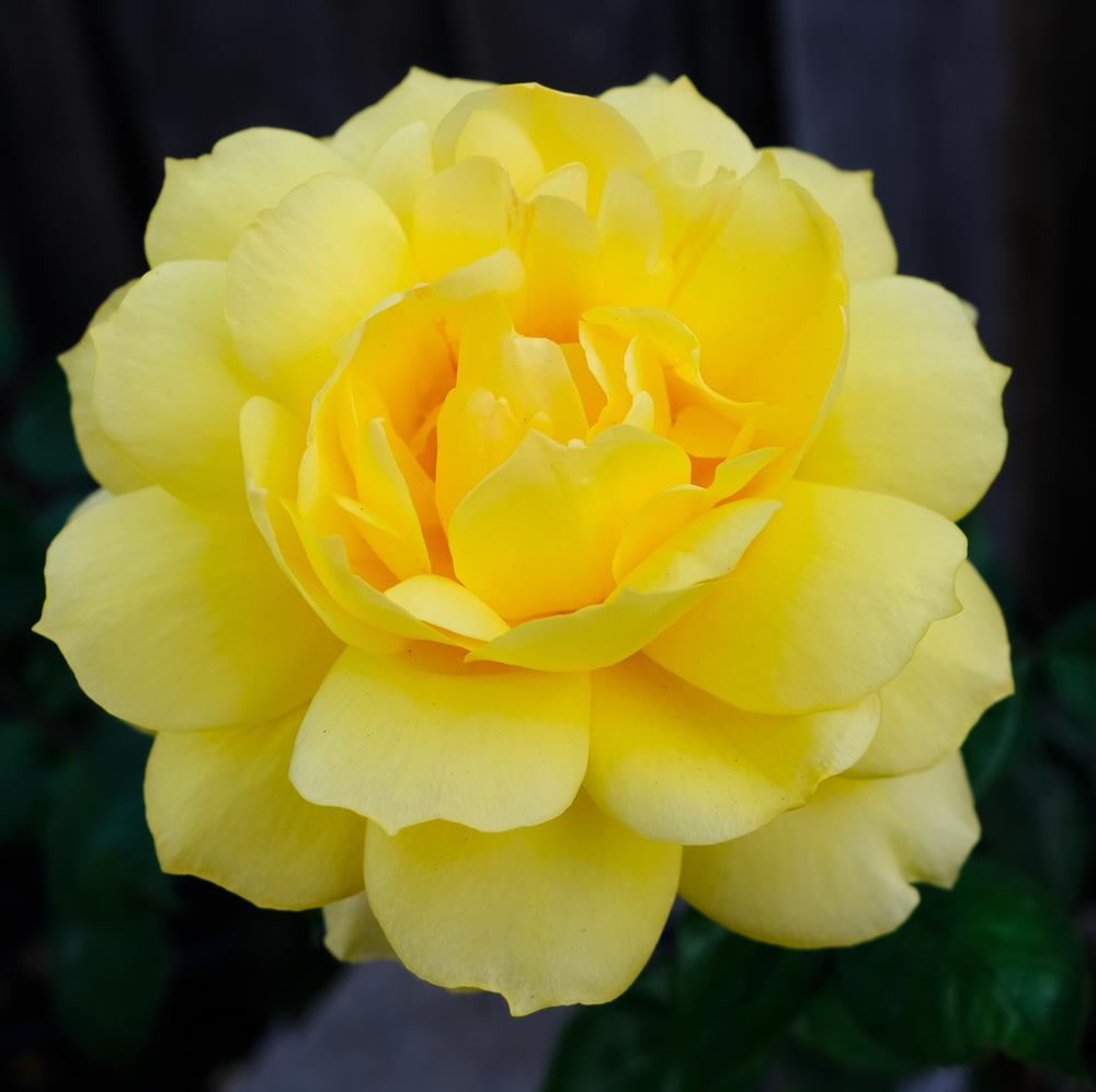Photo of Rose (Rosa 'Gold Glow') uploaded by AnnKNCalif
