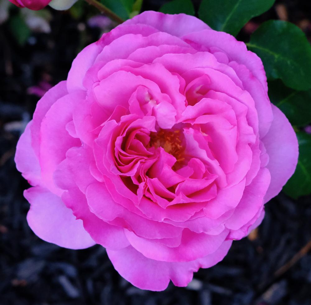 Photo of Rose (Rosa 'Yves Piaget') uploaded by AnnKNCalif