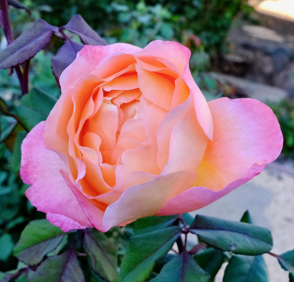 Photo of Rose (Rosa 'Lady Emma Hamilton') uploaded by AnnKNCalif