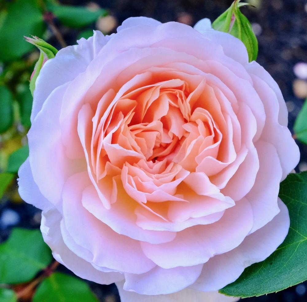 Photo of Rose (Rosa 'Mary Magdalene') uploaded by AnnKNCalif