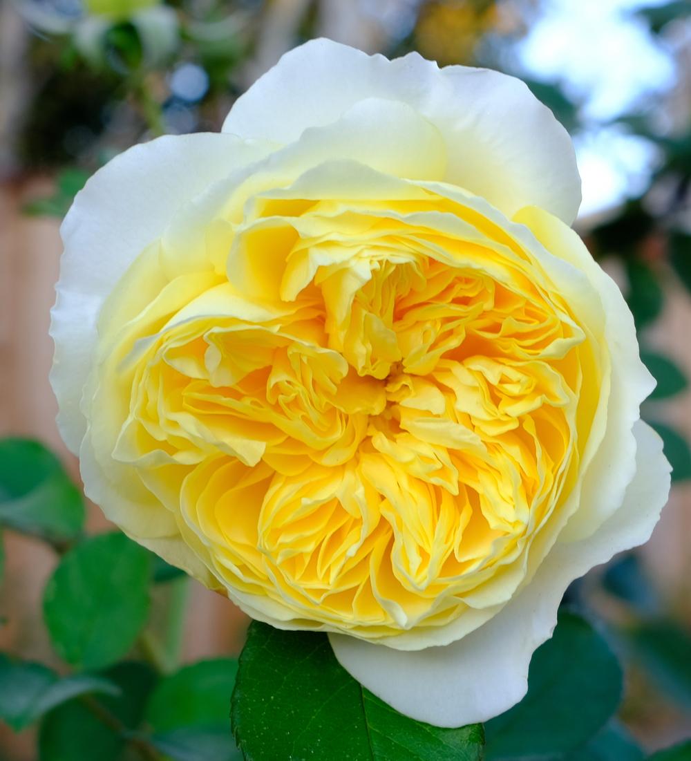 Photo of Rose (Rosa 'The Pilgrim') uploaded by AnnKNCalif