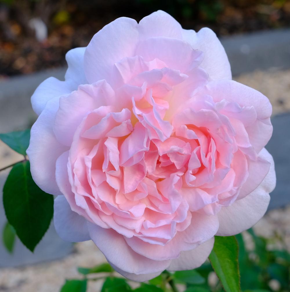 Photo of Rose (Rosa 'Eglantyne') uploaded by AnnKNCalif